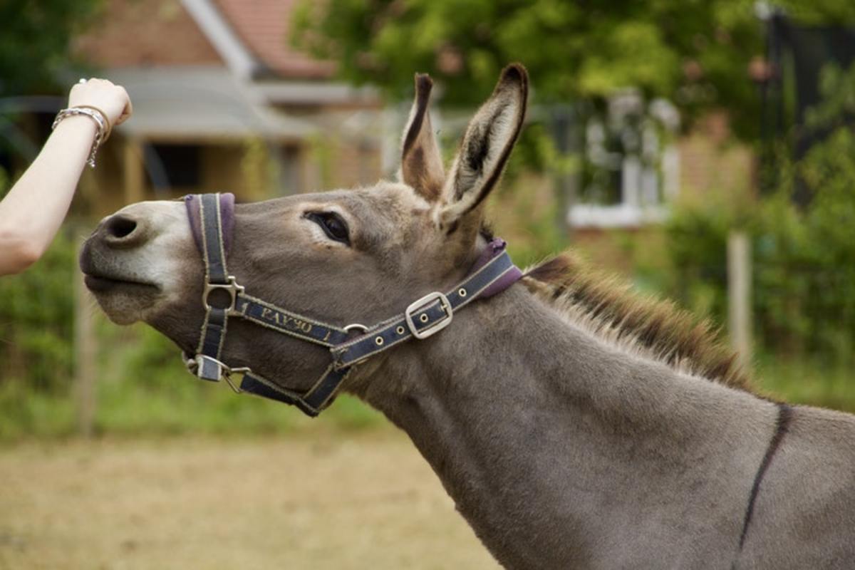 What Donkeys Can Teach Us About Being Human PetHelpful