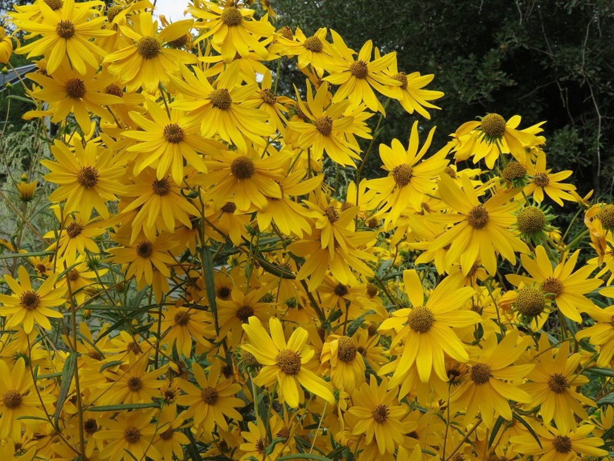 October Gold Blooming Native Sunflowers for Your Garden HubPages