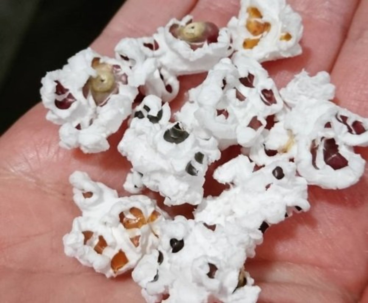 How to Grow, Harvest, Dry, and Cook Beautiful Glass Gem Corn Dengarden