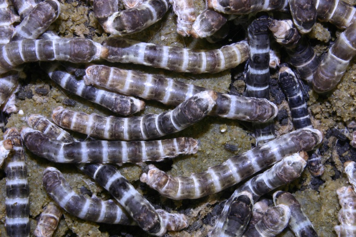 How to Take Care of Your First Pet Silkworms PetHelpful