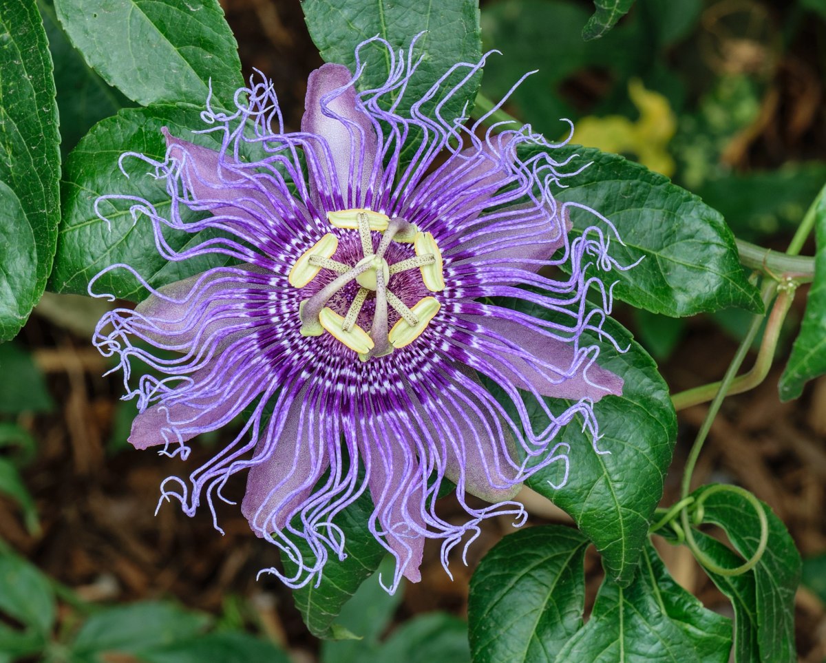 Top 20 Weirdest and Most Interesting Plants and Fungi in the World