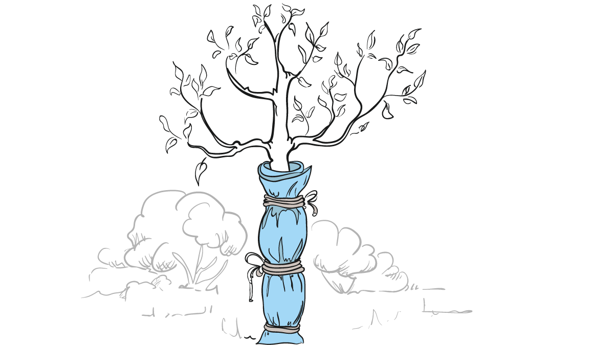 10 Easy Ways to Protect Plants from Frost Dengarden