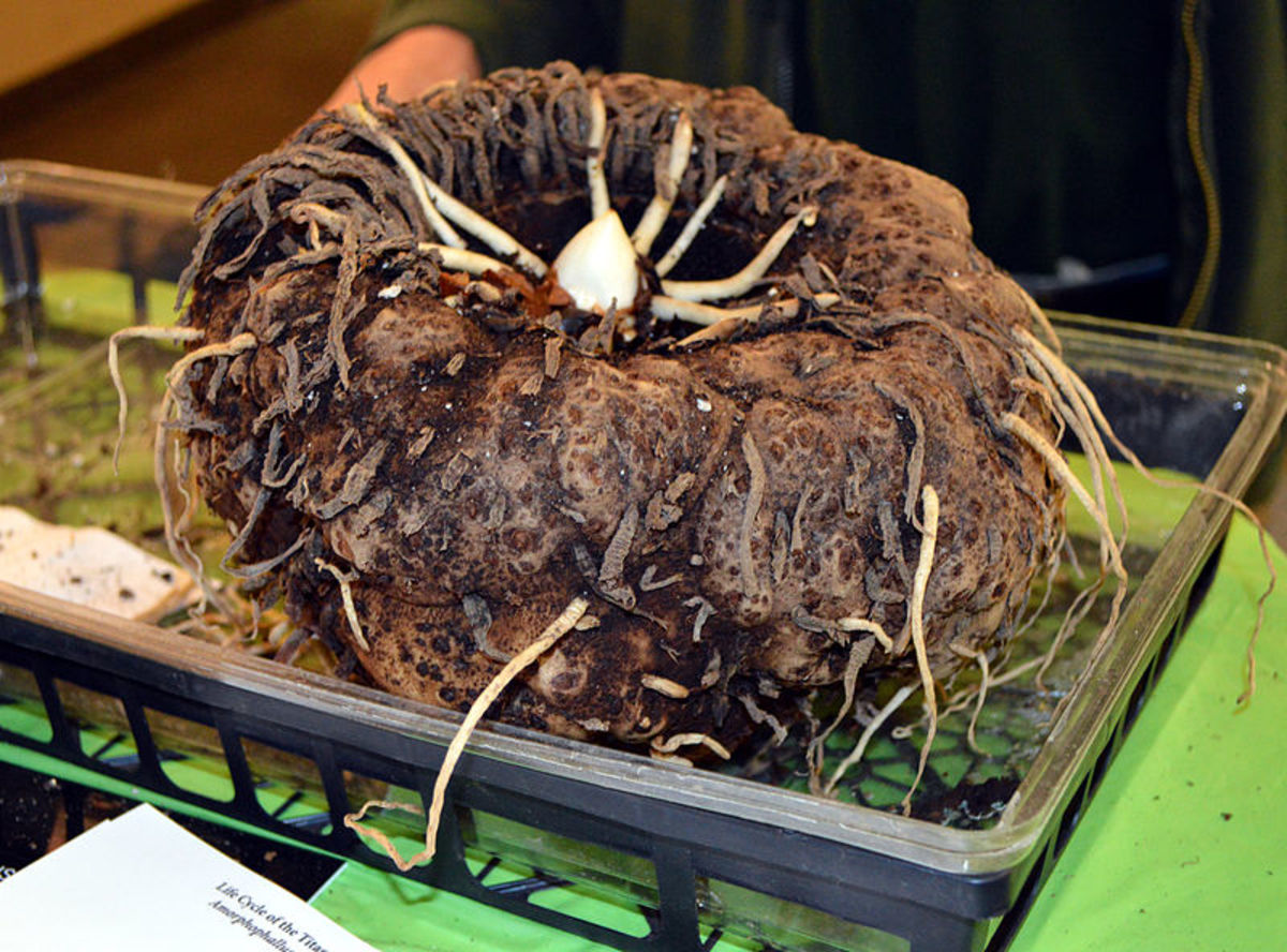 How to Grow a Corpse Flower Dengarden