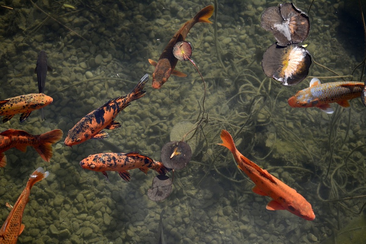 Koi Breeding 101 PetHelpful