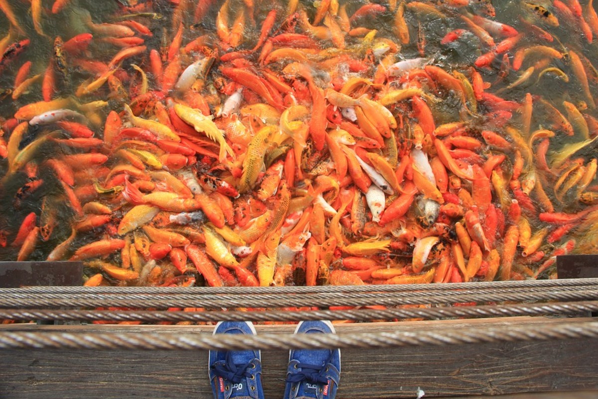 Feeding Suggestions for Baby Koi (Newborn to Three Months) PetHelpful