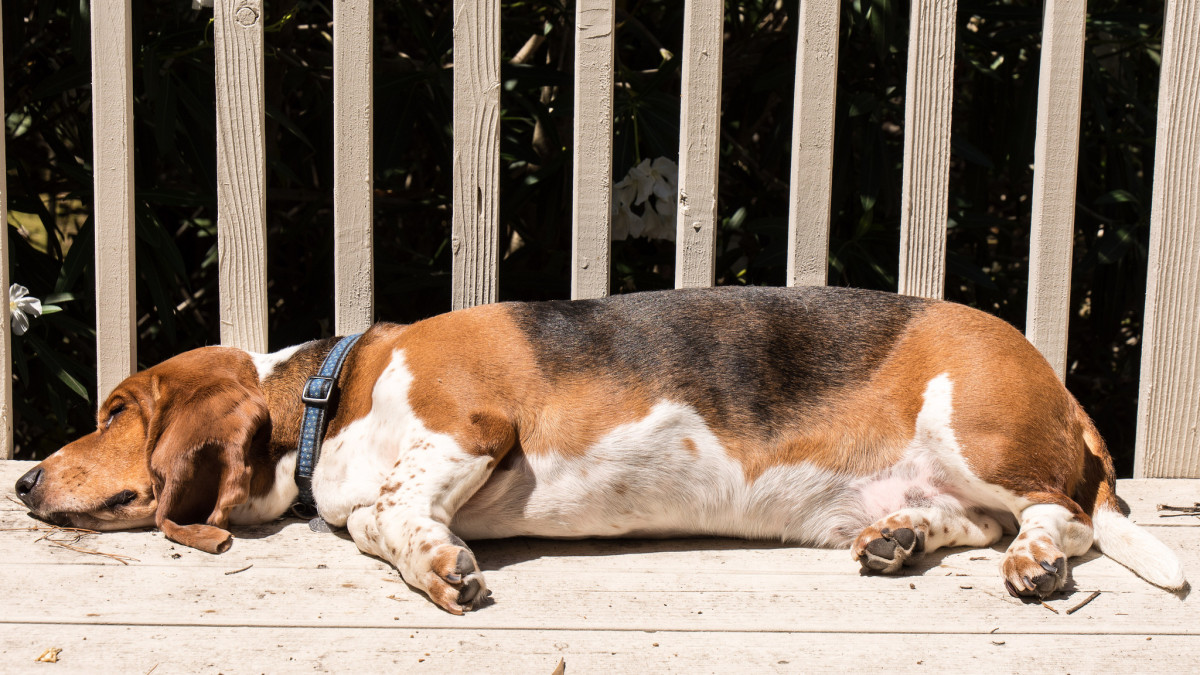The 7 Best Dog Breeds for Someone Who Works All Day