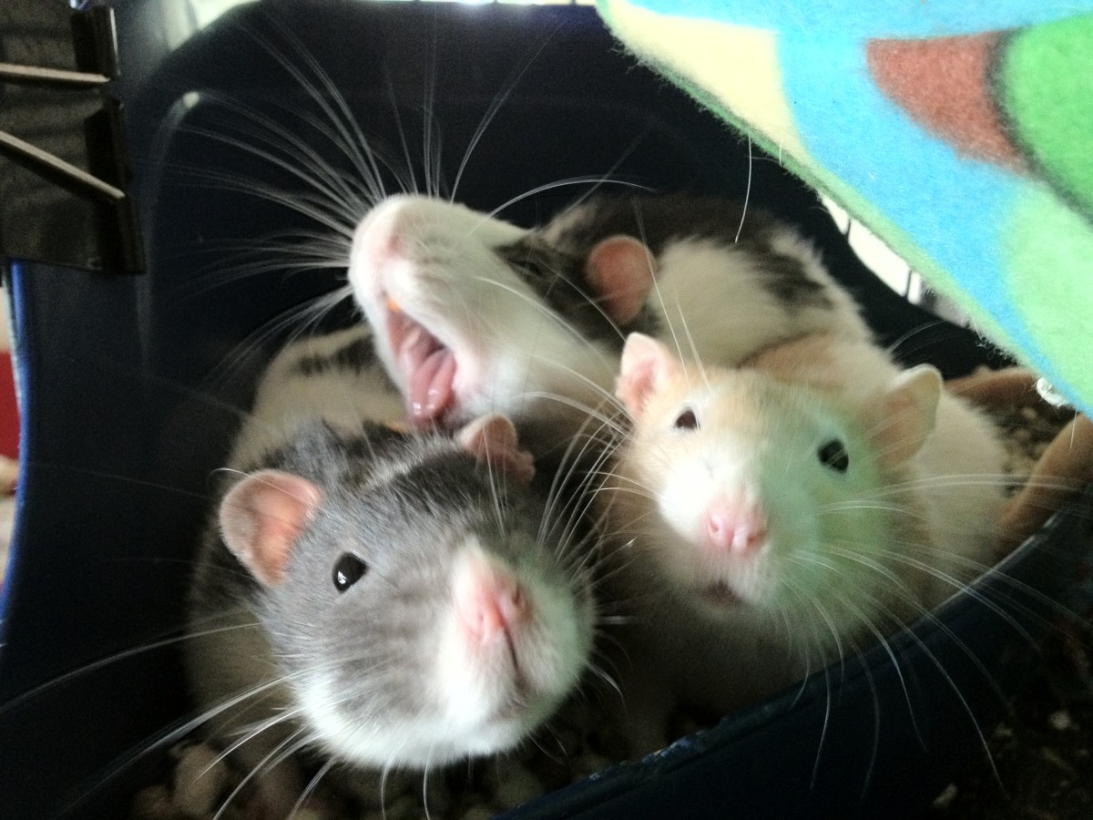 Which Animals Make the Most Affectionate and Cuddly Pets? PetHelpful