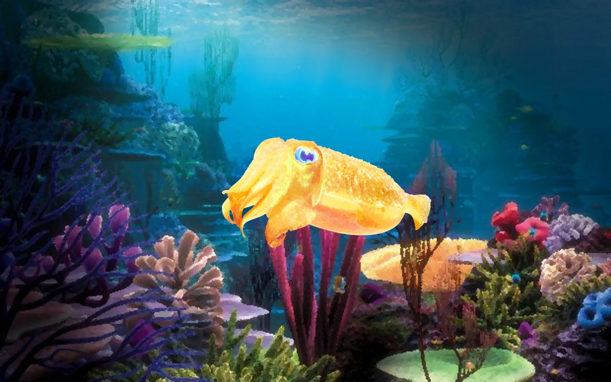 Cuttlefish Facts The World's Most Unique Marine Animal Owlcation