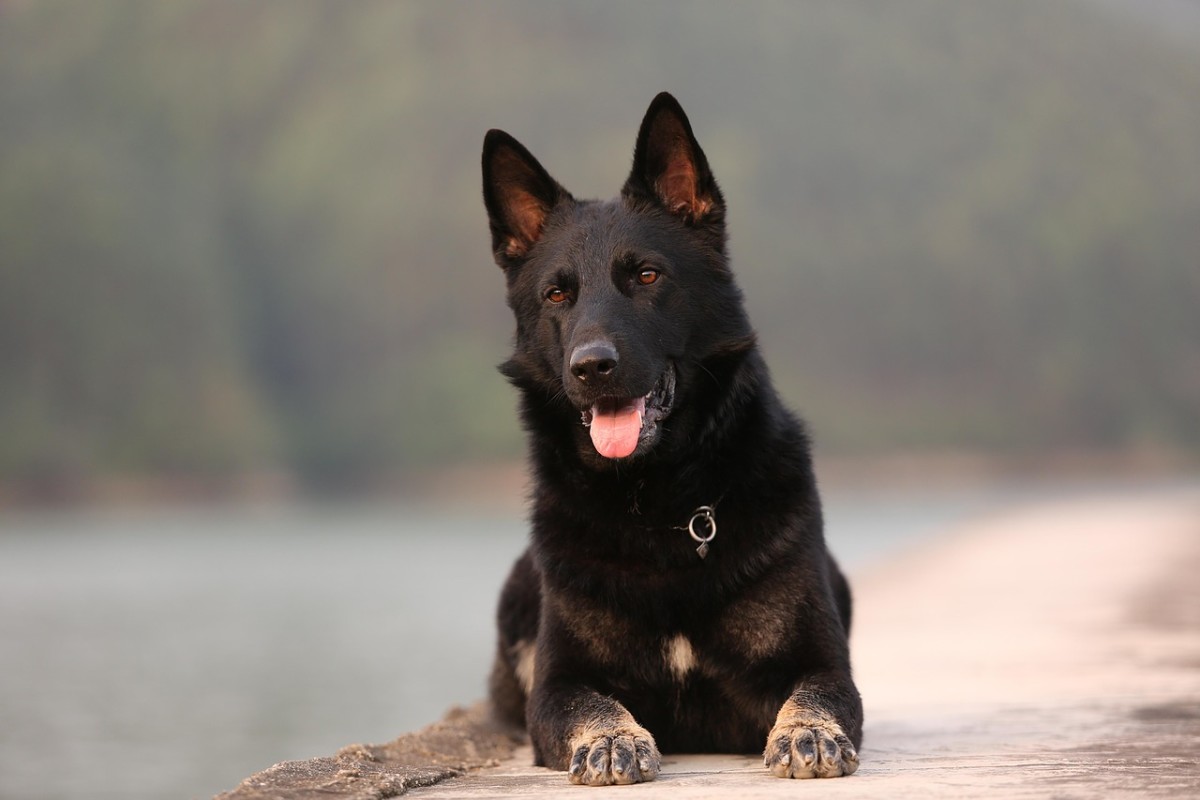 17 Common German Shepherd Health Problems PetHelpful
