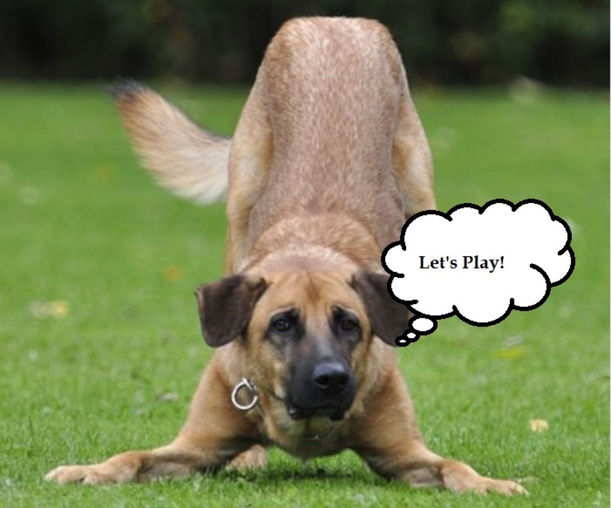 Signs of Healthy, Normal Play in Dogs PetHelpful