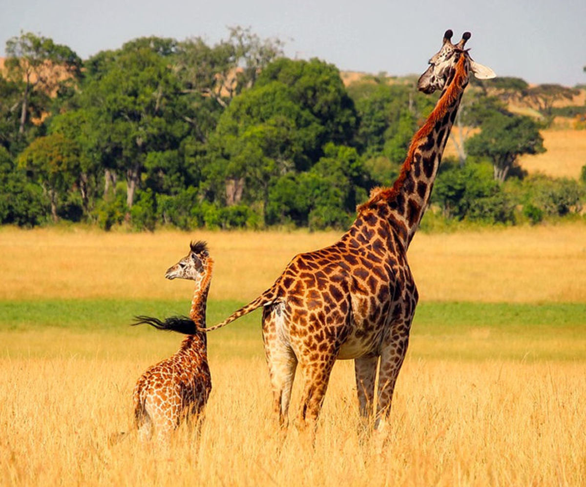 30 Giraffe Facts and Photos Fun Animal Facts for Kids HubPages