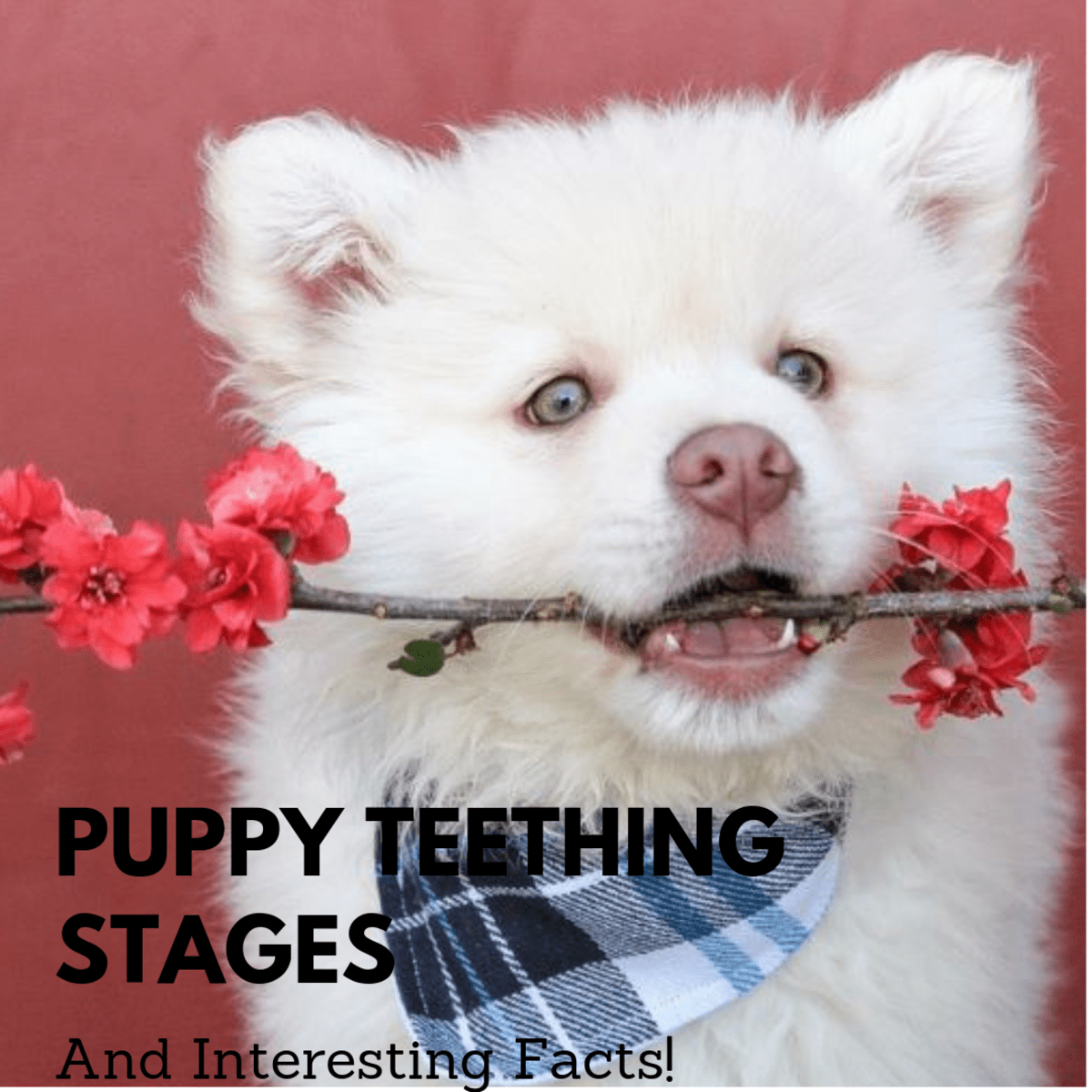 Do Puppies Lose Their Canine Teeth TeethWalls