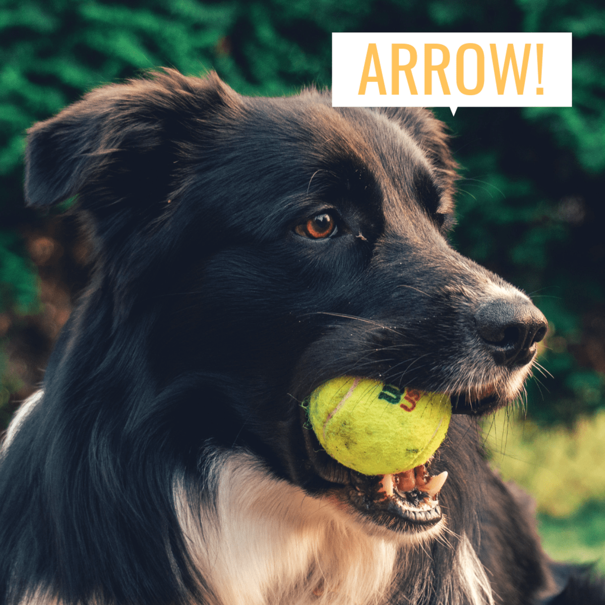 100+ Creative, Cute, and Cool Black and White Dog Names