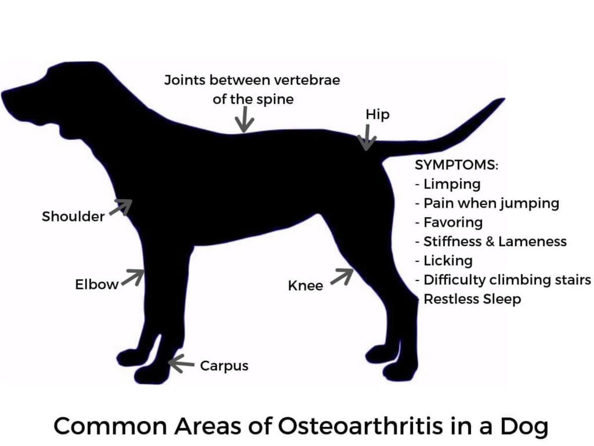Chicken Feet for Dogs With Osteoarthritis PetHelpful