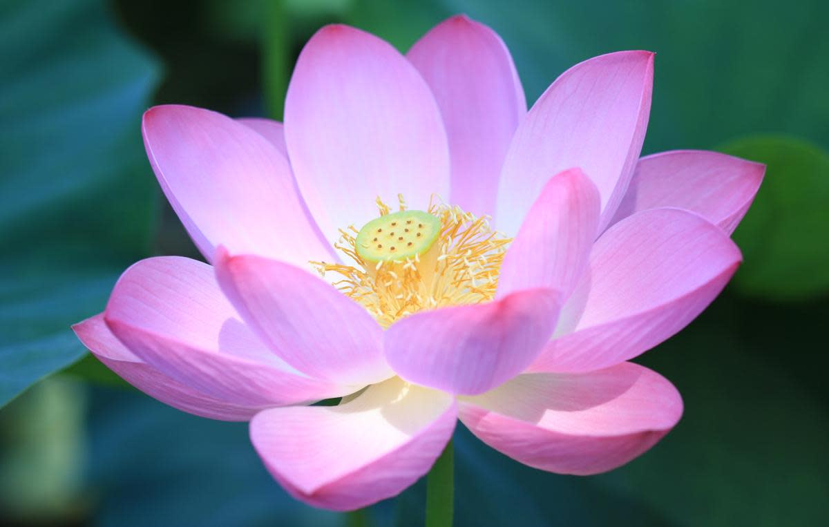 The Beautiful Lotus Plant (Nelumbo nucifera) Traditional Uses