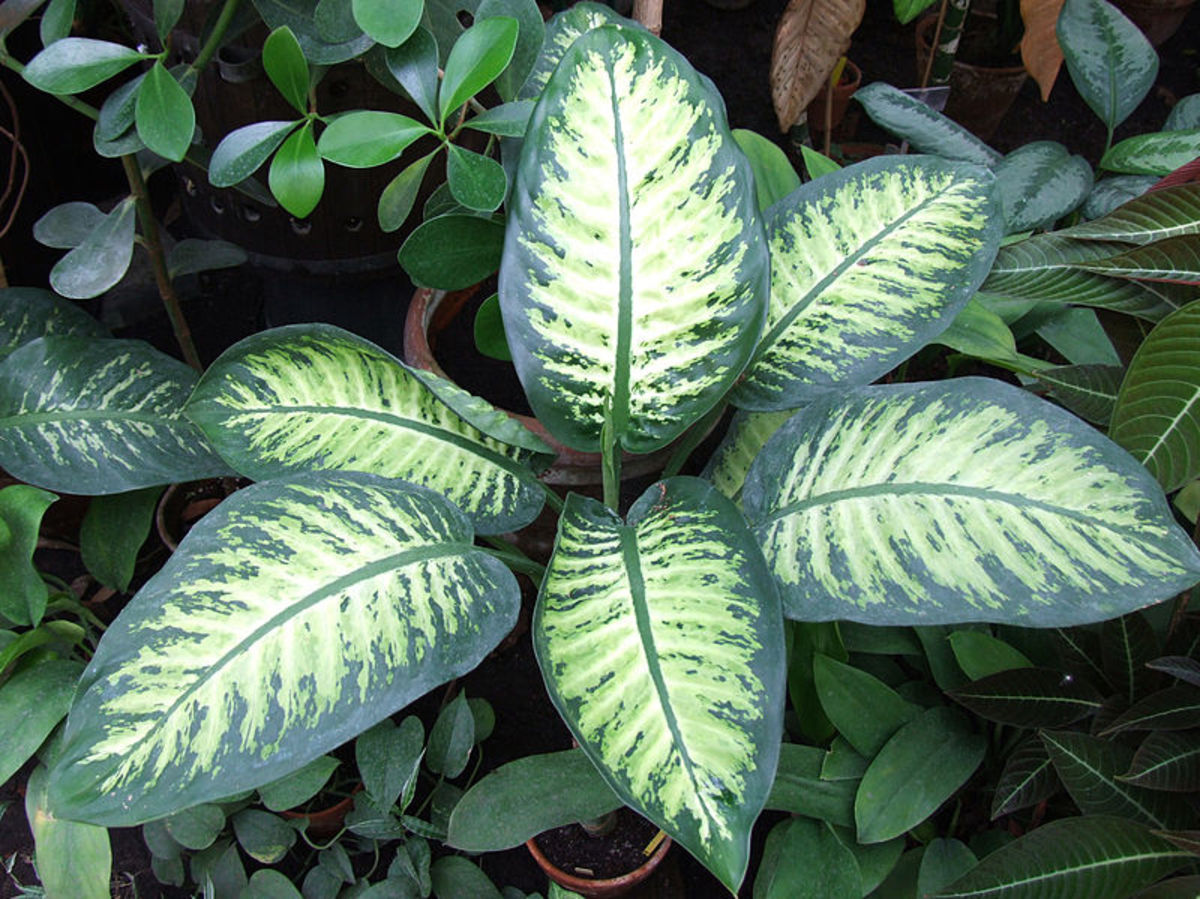12 Poisonous Houseplants, Their Health Effects, and Safe Alternatives Dengarden