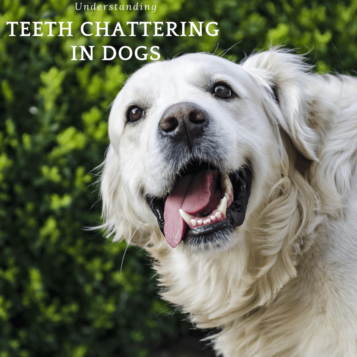 Understanding Your Dog's Teeth Chattering PetHelpful