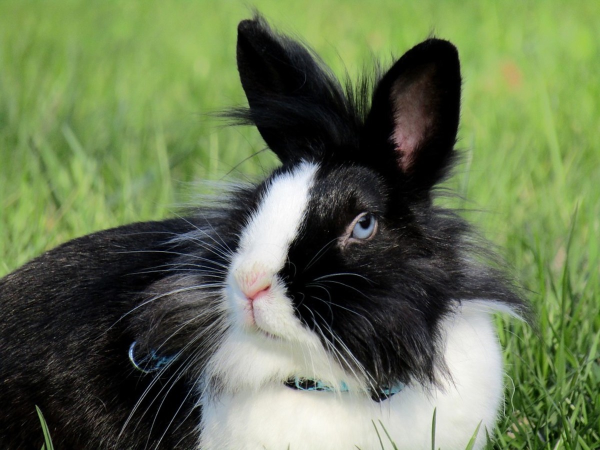 How to Groom Your Rabbit A Complete Guide PetHelpful