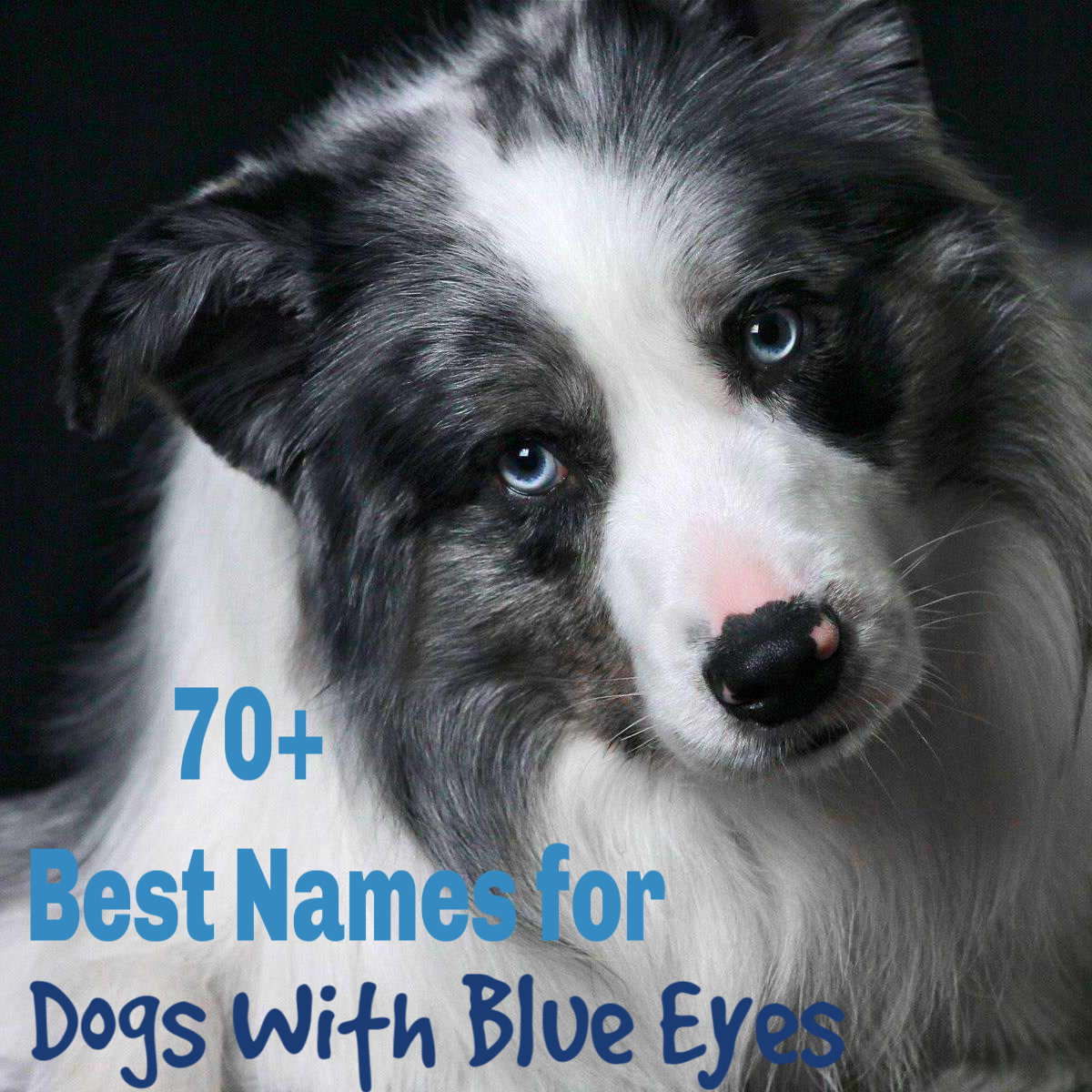 90 Unique Names for Dogs With Blue Eyes PetHelpful