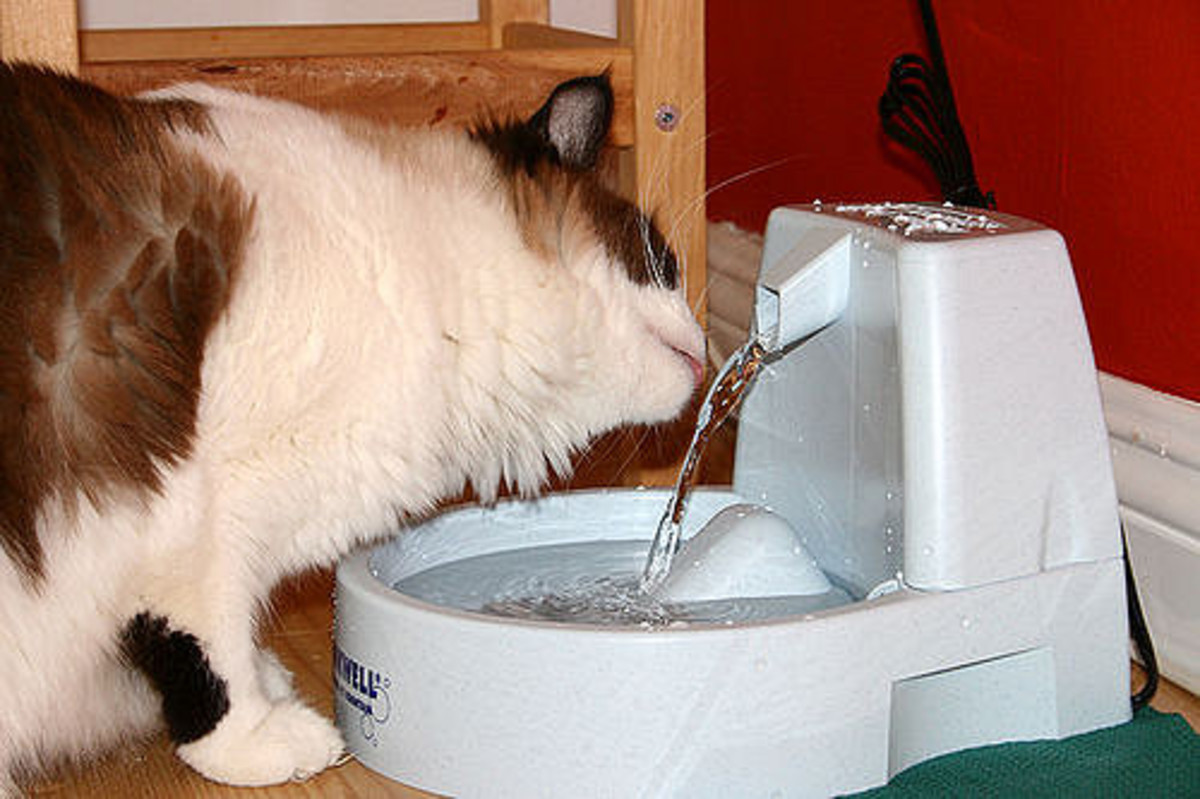 Why in the World Do Cats Drink From Toilets? PetHelpful