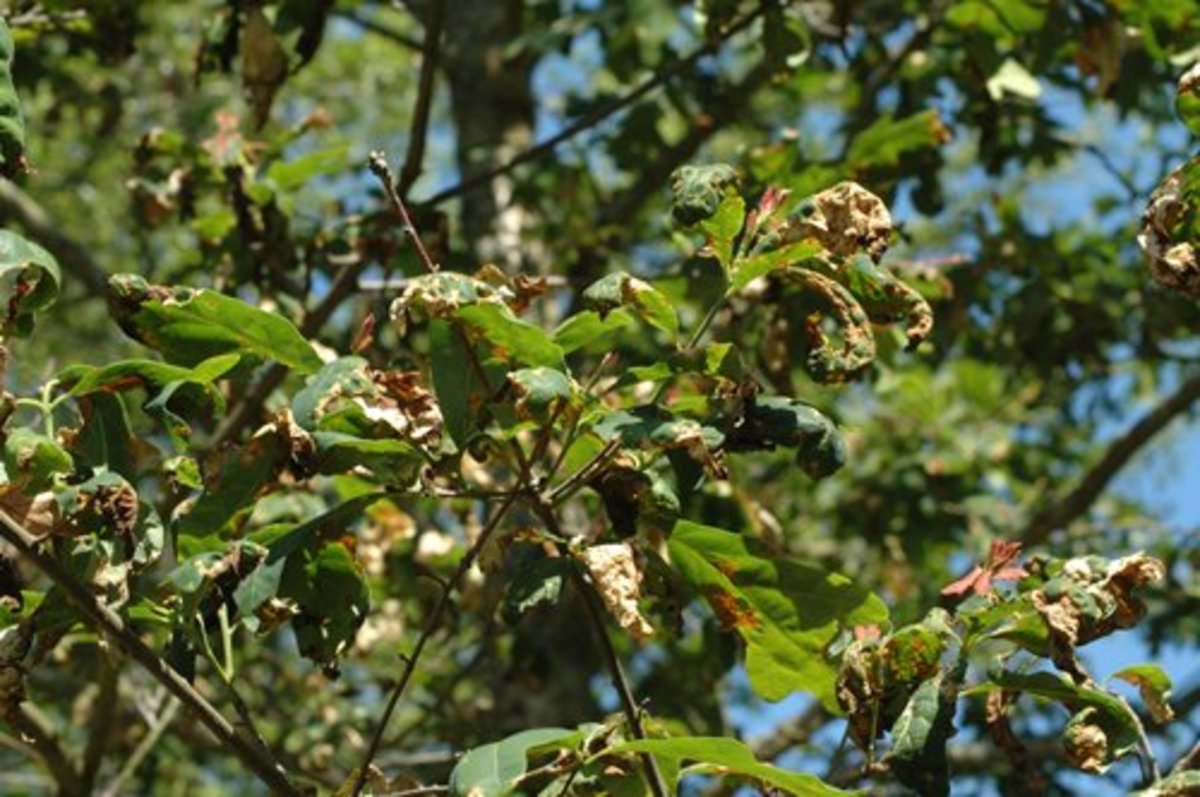 Let’s Talk About Ohio’s Oak Tree Diseases Dengarden