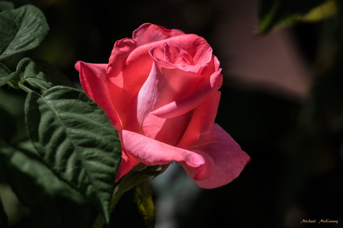 Some Solutions to Common Problems With Roses Dengarden