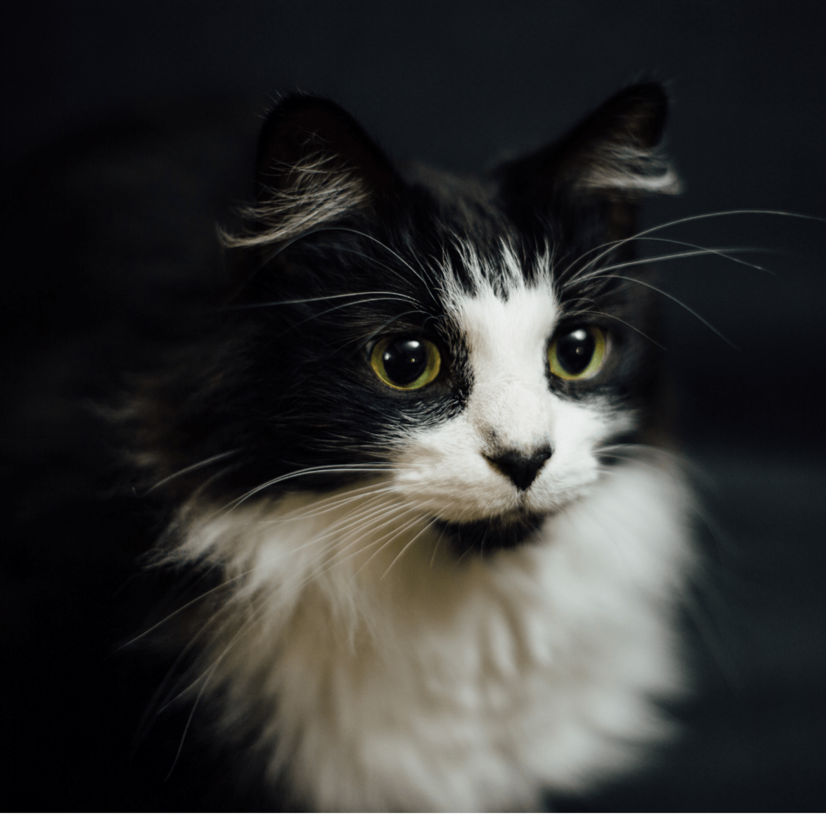 How to Determine Your Cat's Breed—Identify Mixed Breeds and Purebreds