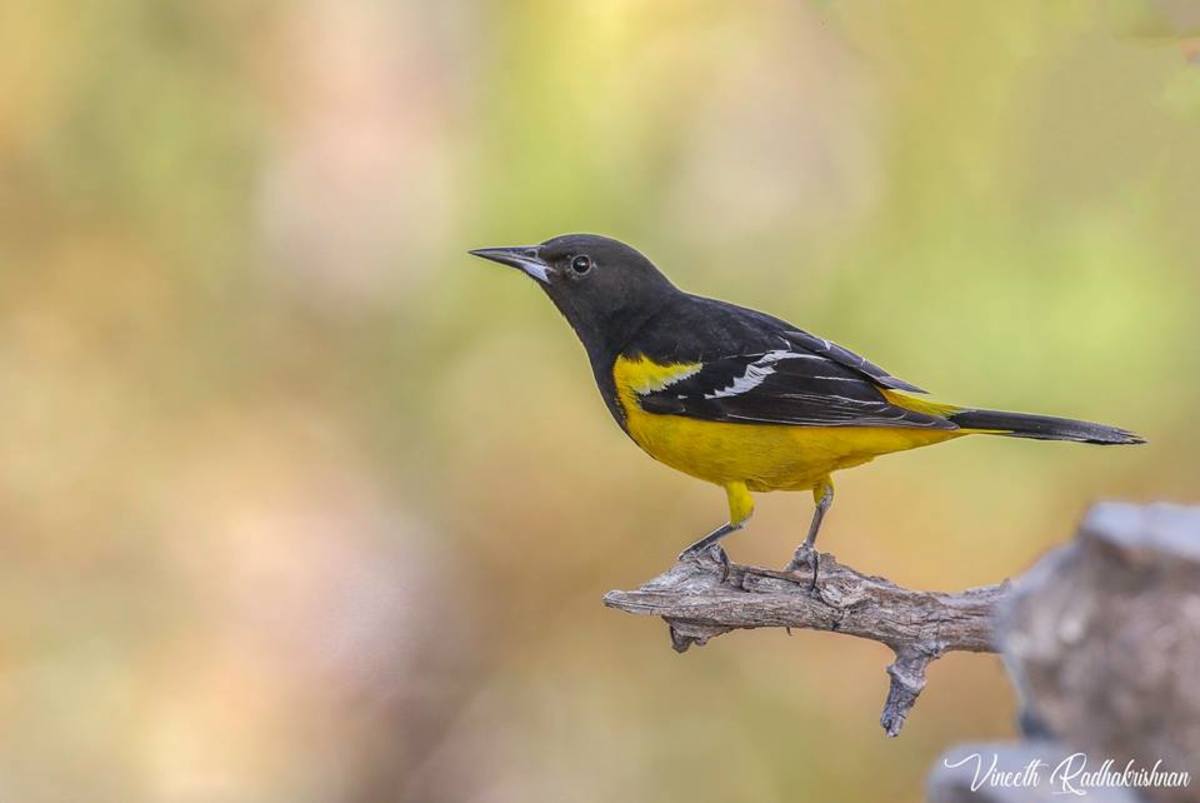 Orioles Shy Birds That Are More Often Heard Than Seen Owlcation