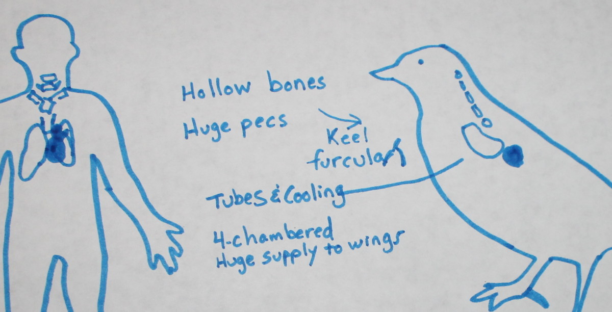 Bird Anatomy Lesson A Middle School Biology Lesson HubPages