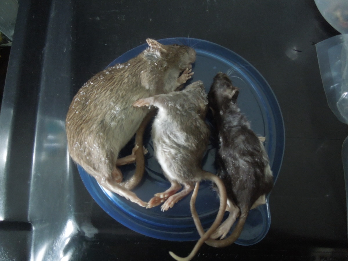 10 Methods to Get Ball Pythons to Eat FrozenThawed, Dead Prey PetHelpful