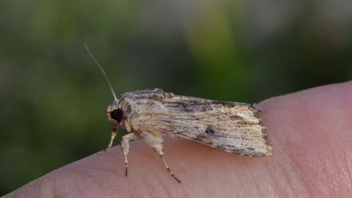 How to Control Central Florida Lawn Pests Dengarden