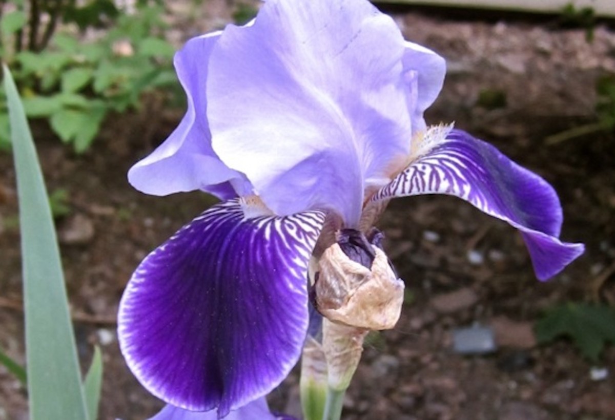 My Victorian Garden Growing Heirloom Bearded Iris HubPages