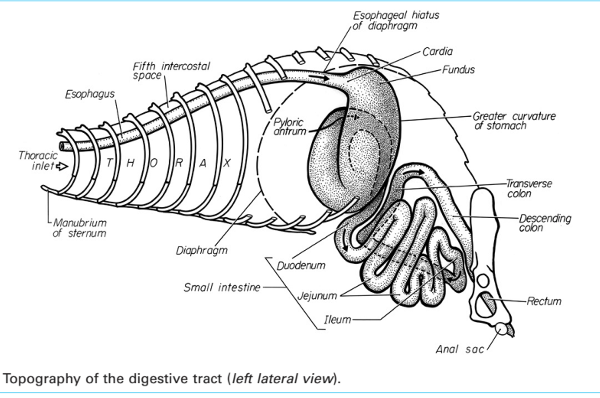 All About a Ferret's Digestive System and Nutritional Needs PetHelpful