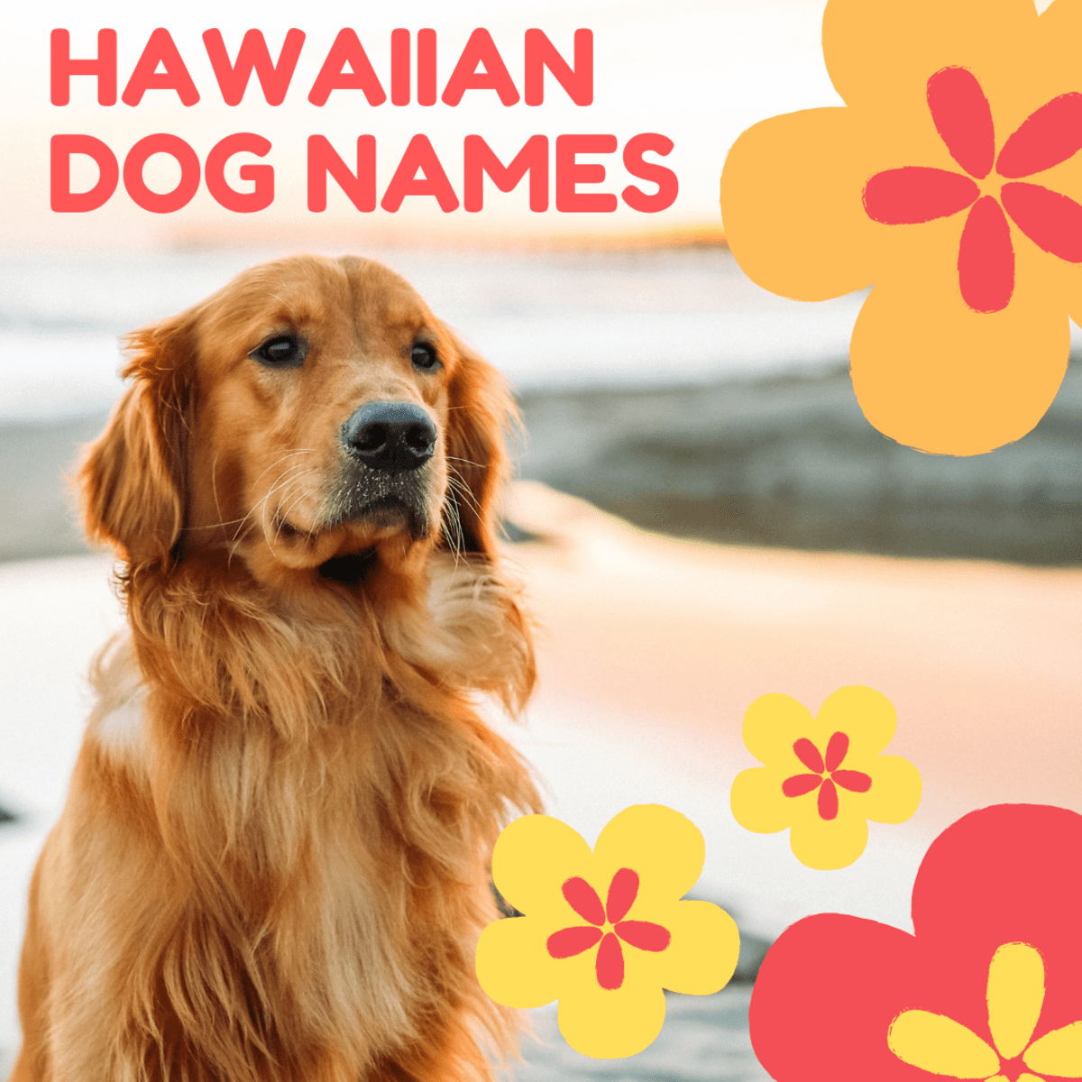 100+ Beautiful Hawaiian Dog Name Ideas PetHelpful