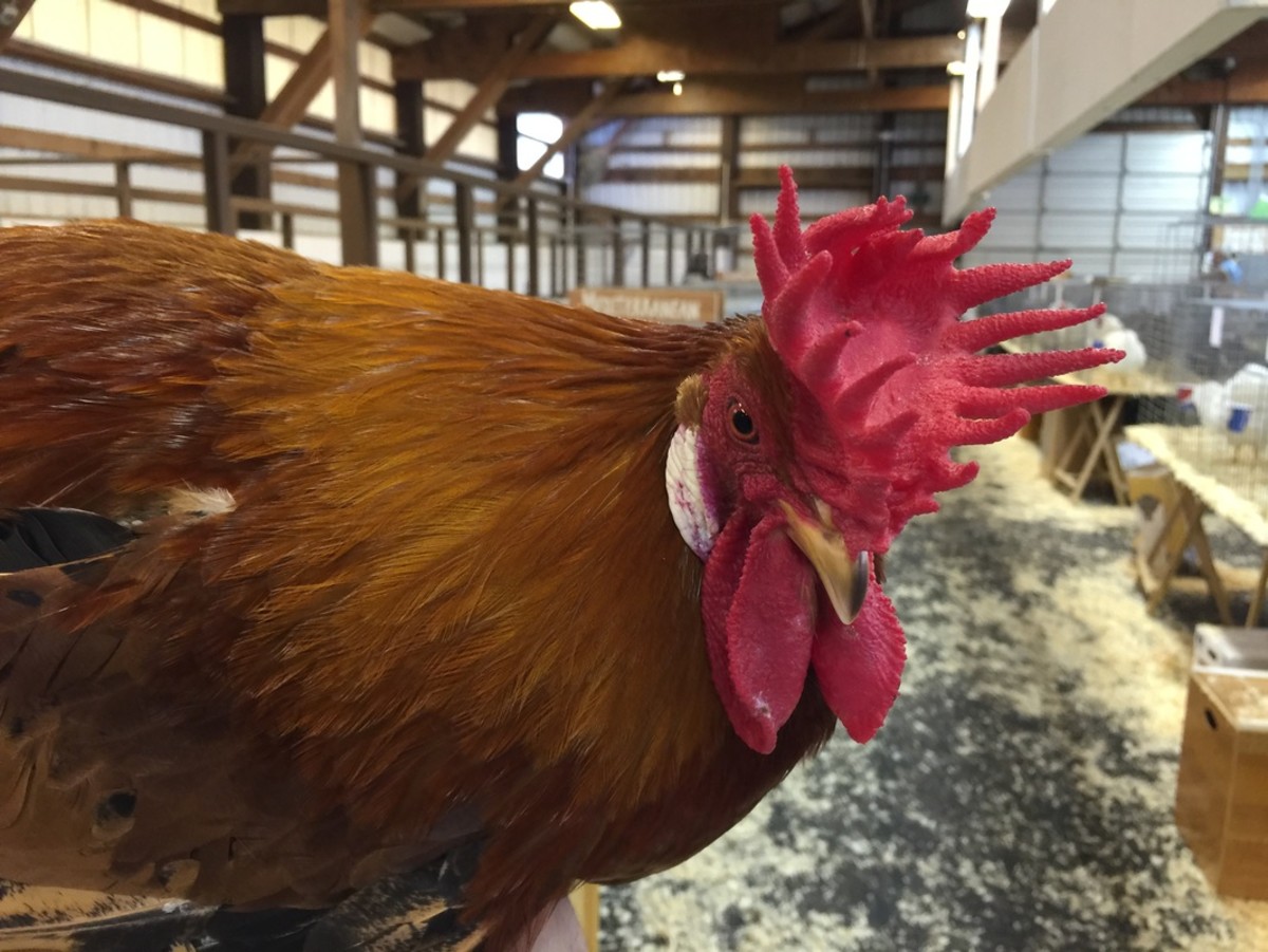Twelve Utterly Bizarre Chicken Breeds PetHelpful