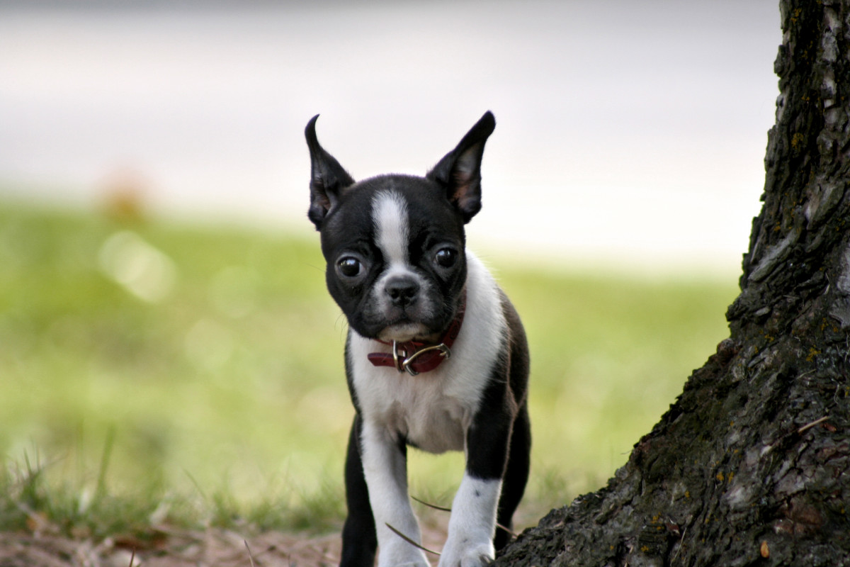 Do Boston Terriers Have Tails? PetHelpful
