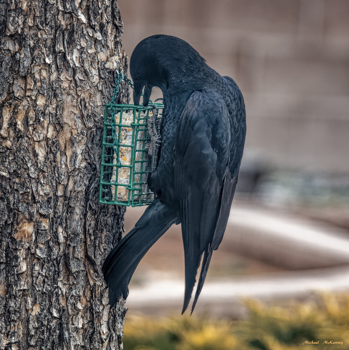 Loud, Curious American Crows Most People Either Love Them or Hate Them