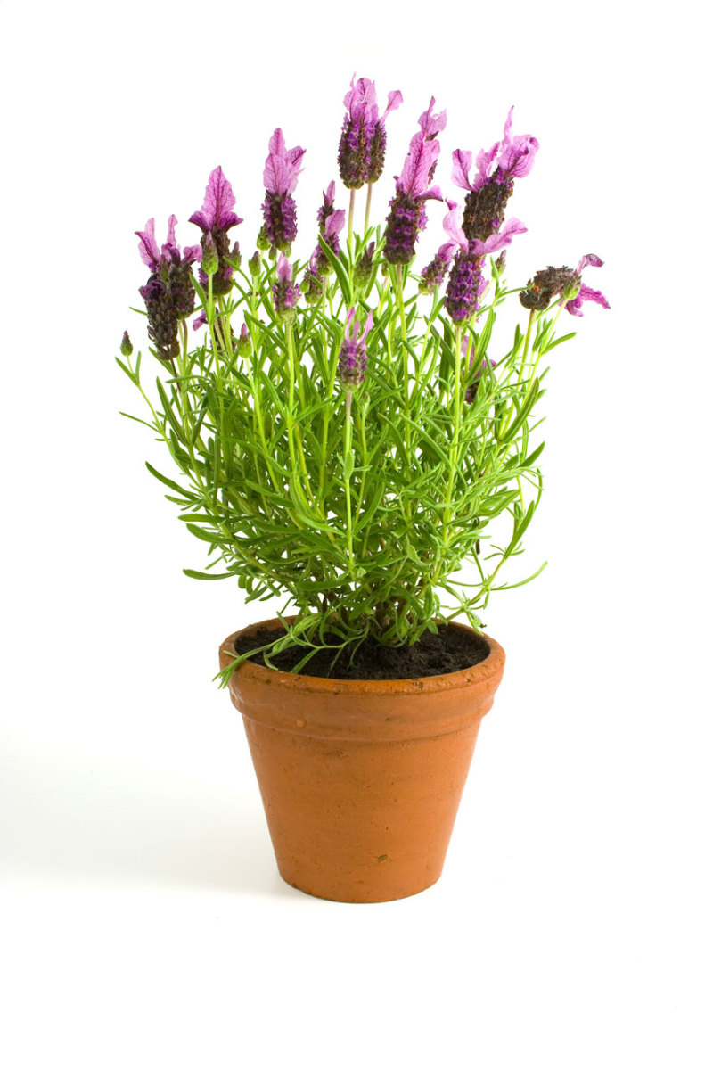 How to Grow Lavender Indoors Dengarden