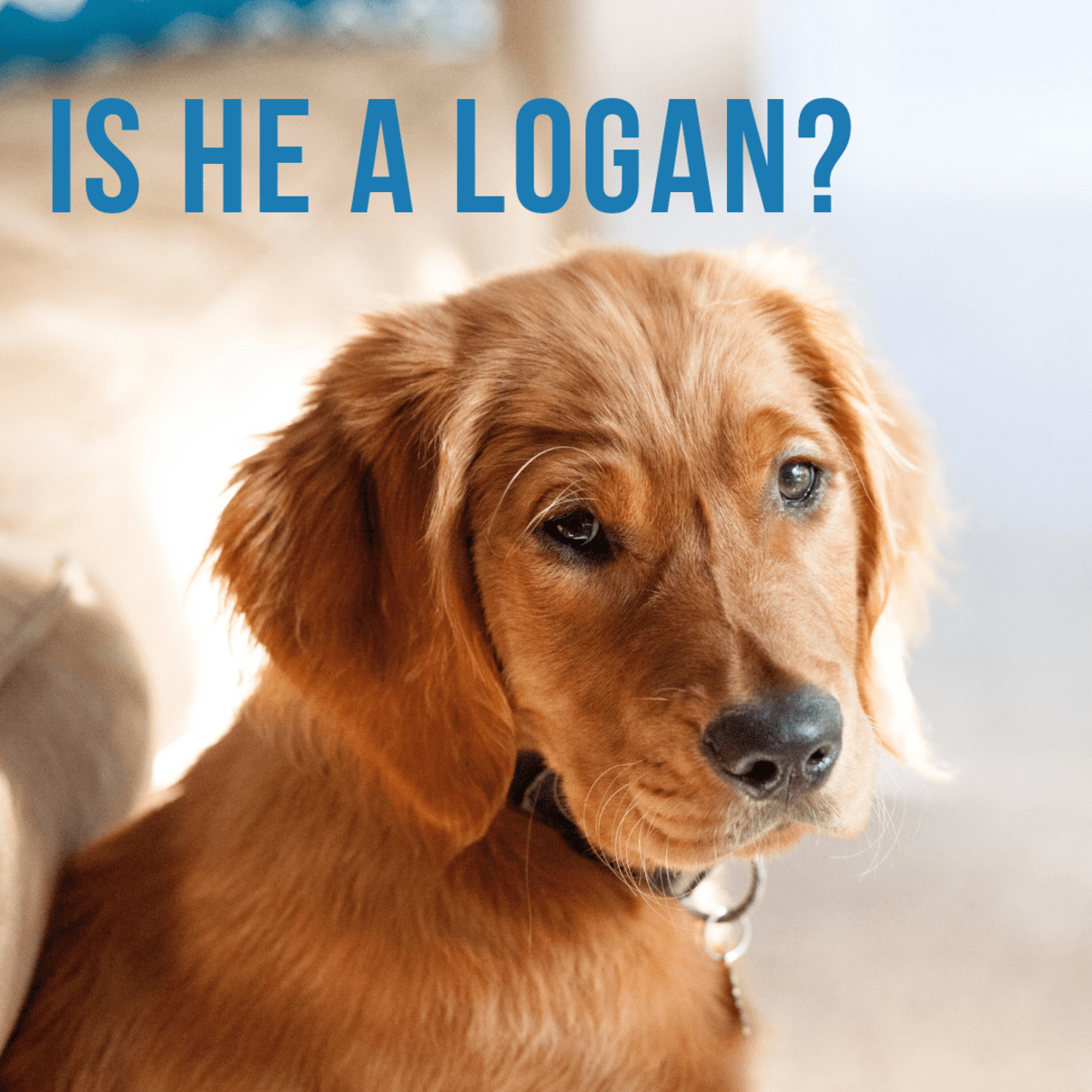 100+ Unisex Dogs Names That Work for Both Male and Female Pets PetHelpful