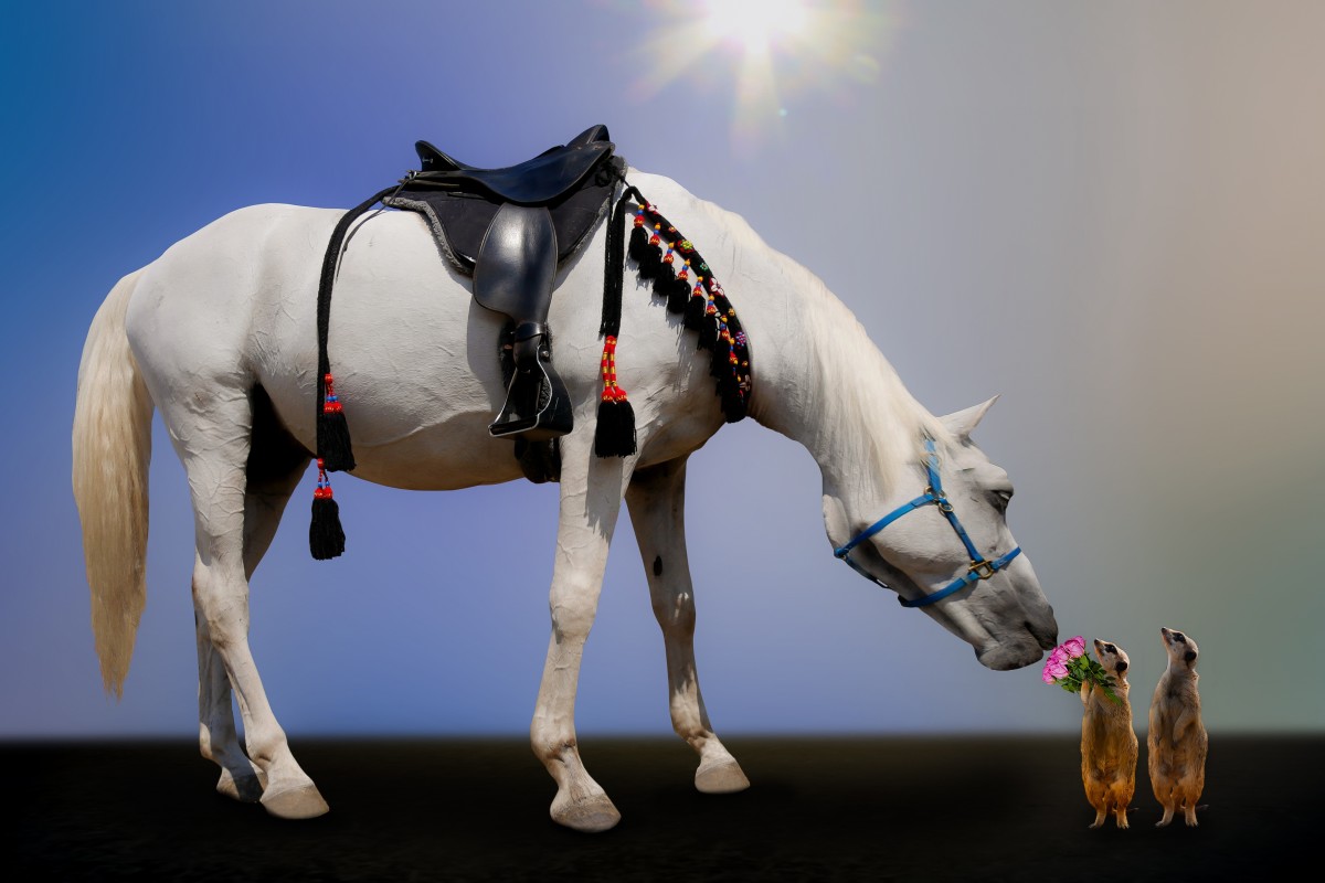 11 Meanings of Dreams About Horses Including Riding, Falling, and More