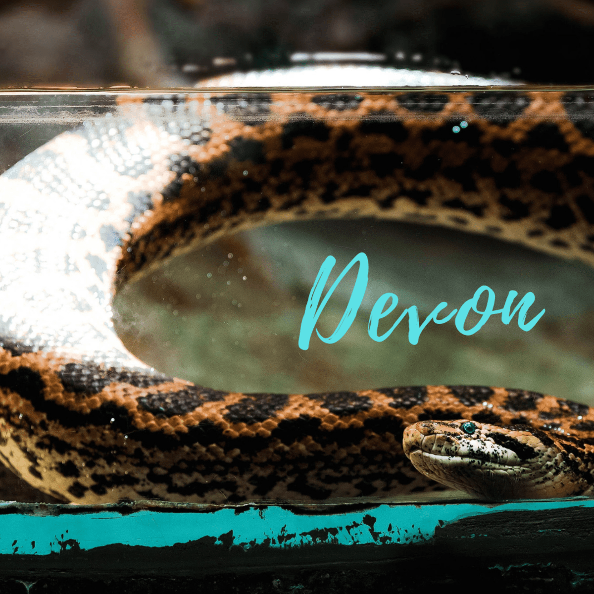 250+ Best Funny, Ironic, and Unique Pet Snake Names PetHelpful