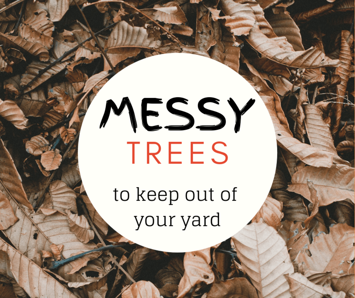 5 Worst Messy Trees for the Lazy Landscaper Dengarden