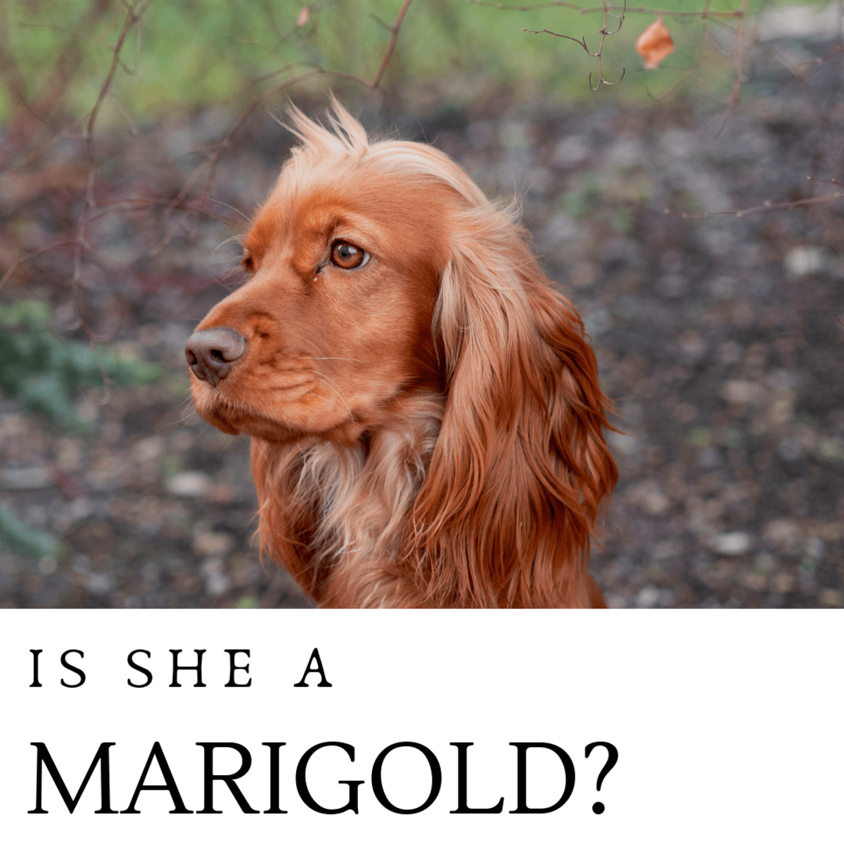 150+ Beautiful Flower Names for Dogs PetHelpful