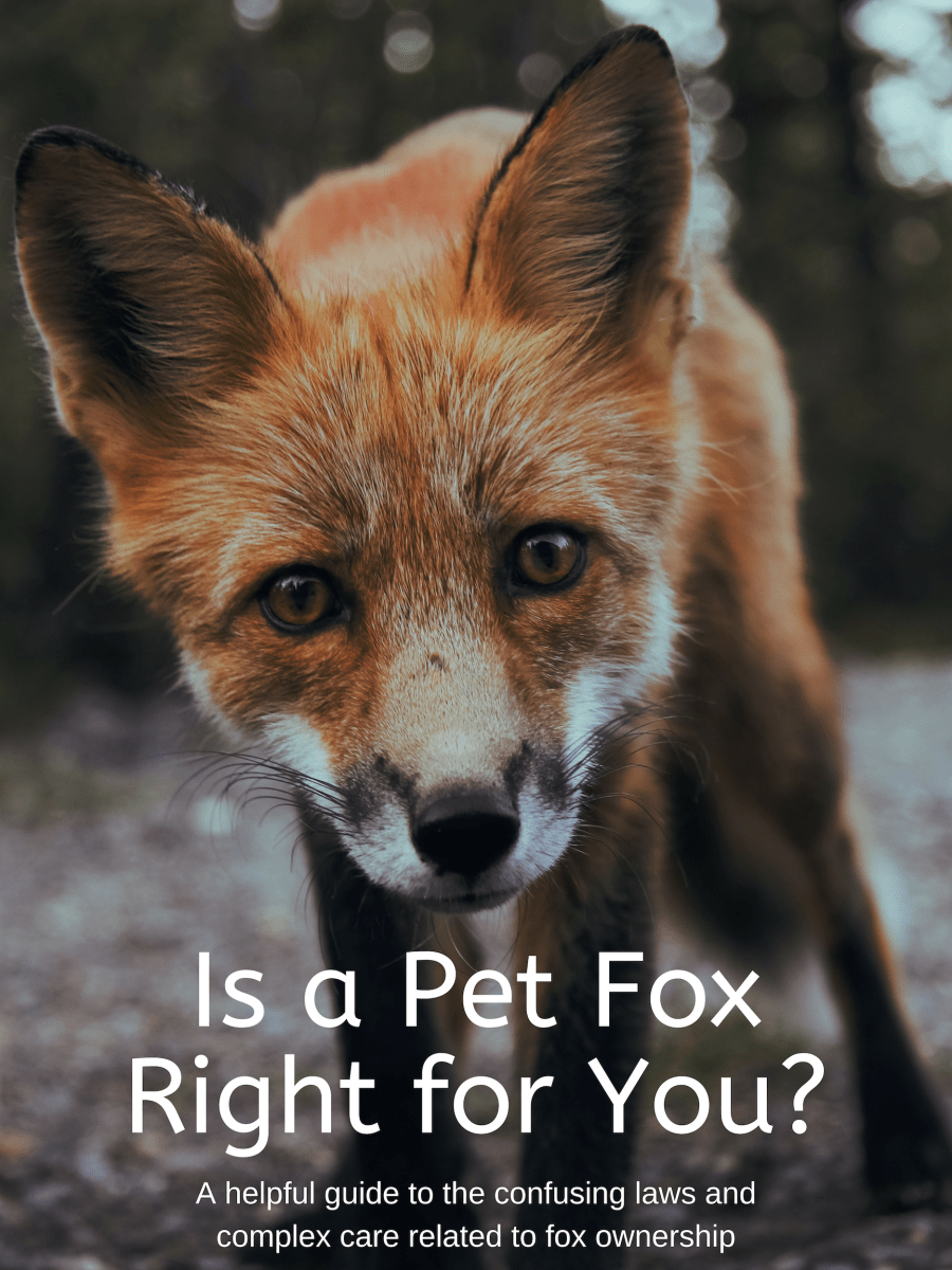Pet Fox Guide Legality, Care, and Important Information PetHelpful