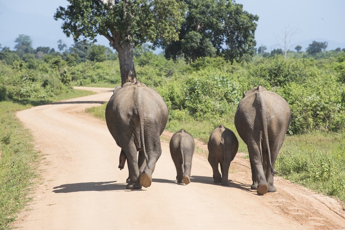 Animals With Heart How Elephants Communicate and Use Language HubPages