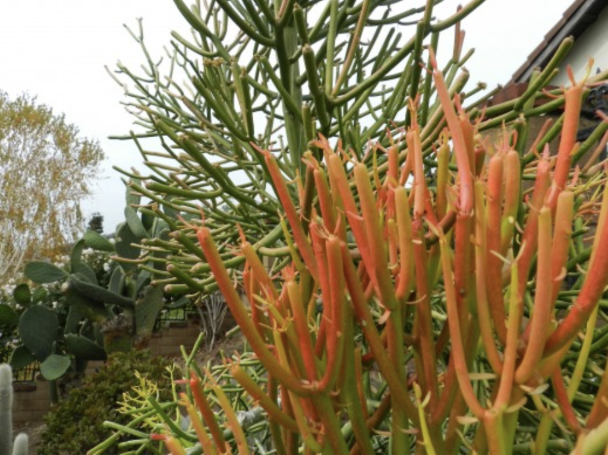 How to Care for Fire Sticks Succulents Dengarden