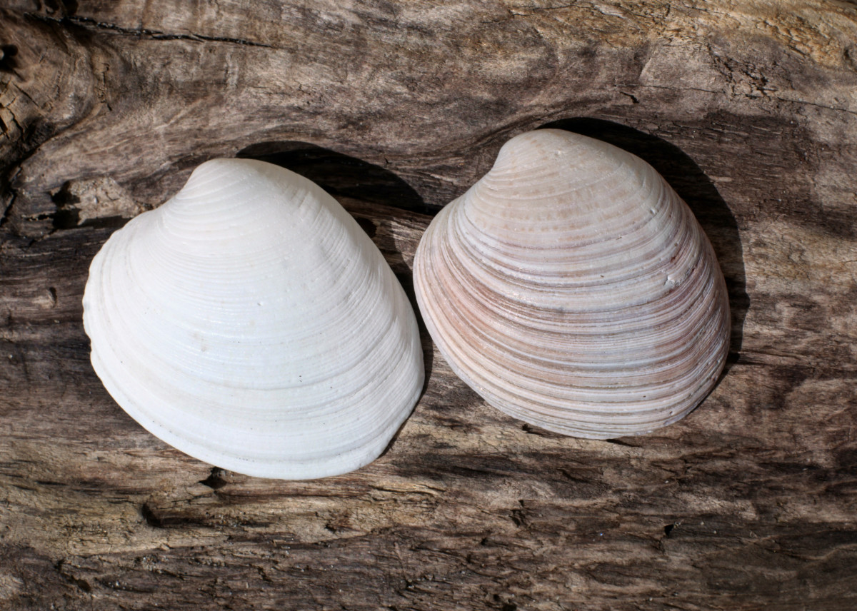 Curious Collectors of Clam Shells; Identification and Interesting Facts