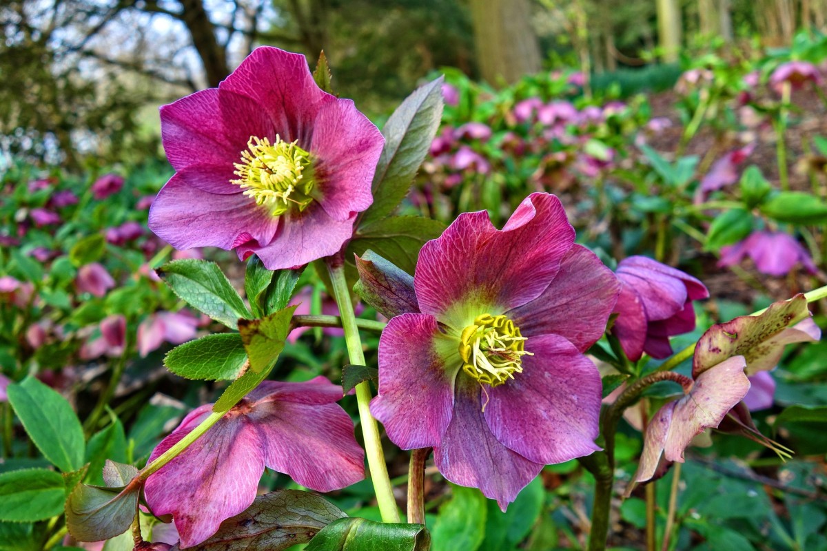 Hellebores Beautiful Flowers of Late Winter and Spring Owlcation
