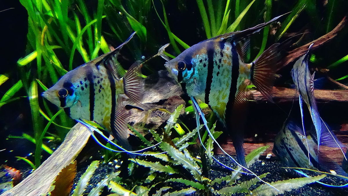 SemiAggressive Freshwater Fish for a Tropical Aquarium PetHelpful