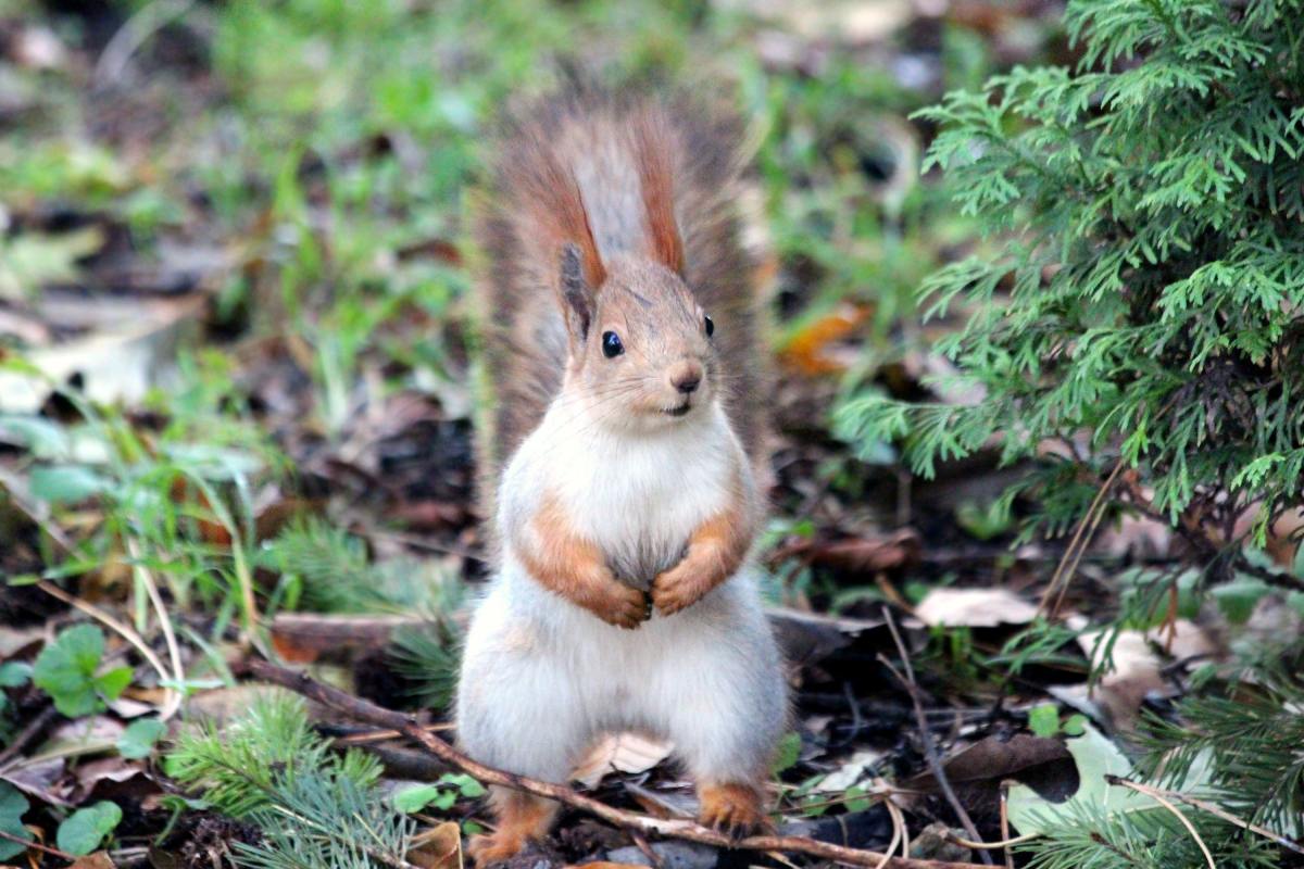 The Best Squirrel Names PetHelpful